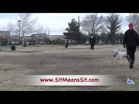 Dog Training – 2 Labrador Retrievers learning fast