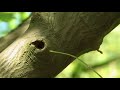 Amor forestal