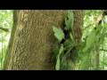 Amor forestal
