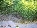 淀川のヌートリア、その2 　coypu in Yodogawa Riv.