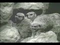 YTV - Summer 1988 Promo