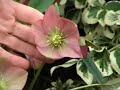 Plant of the Month - March : Hellebore Plant of the Month - March : Hellebore