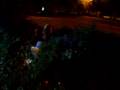 D joeys jumping in2a bush outside supervalu!!!