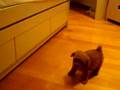 My baby cuty toy poodle, Pudding
