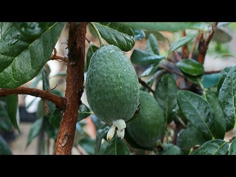 gardening - http://www.growyourheirlooms.com/ My thoughts on The Mittleider Gardening Method. There seems to be a lot of controversy surrounding this method of gardening...