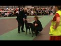 WW 08 beauceron