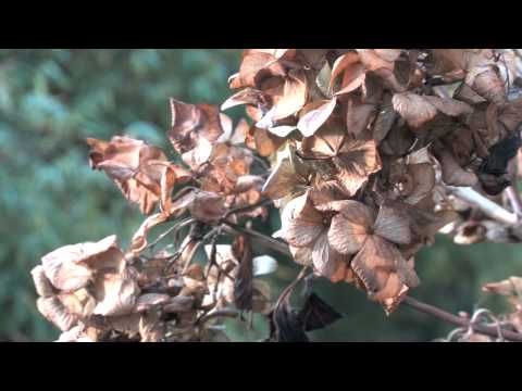 how to care hydrangea macrophylla