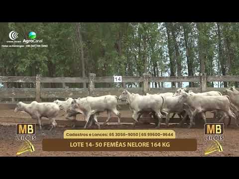 528� LEIL�O VIRTUAL MB LEIL�ES