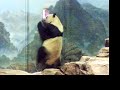 Mei Xiang  - Want Out Dance (01)(National Zoo, DC) Jan 06