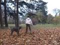 Braco Alemán de Pelo Duro video