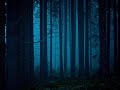 Forgotten Forest By Jake Kalina