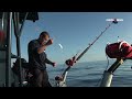 Click here to watch this video Show the tag! Bluefin Tuna drifting & tag and release project - TEASER SKY VIDEO 2012
