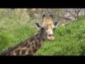 videos de Giraffe Ear Wax