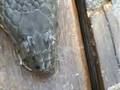 Water Snake vs Moccasin