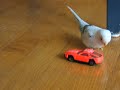 Funny bird