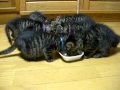子猫のうまいうまい合唱