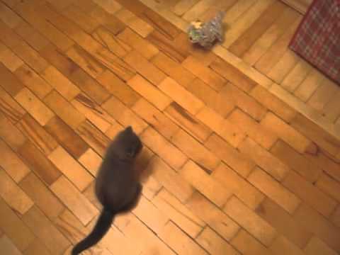 「[ネコ]『ぬこぬこライダーキック！』、仮面ライダー顔負けの見事な飛び蹴りを見せる猫。」のイメージ