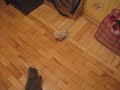 [ネコ]『ぬこぬこライダーキック！』、仮面ライダー顔負けの見事な飛び蹴りを見せる猫。のサムネイル1