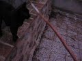 acrobacias gatunas