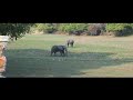 safari while in swimming pool