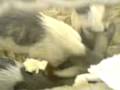 videos de 偉珠珠