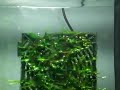 algas filamentosas bombando na parede de musgo de java....esse aquario fica na sala, perto de uma janela... logo por conta de mta luz as algas tao atacando....em breve vou arrumar um camarao fantasma pra dar cabo delas.... 