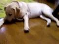 人間のブラジャーをつけられる子犬さくら
