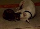 English Bull Terrier & Cat