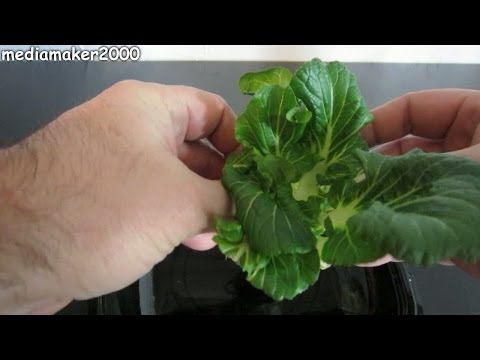 how to replant bok choy