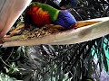 Rainbow Lorikeet eating