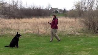 German Shepherd Training Around Distractions Chicago Dog Training