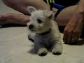 Westie Puppy Week 8 tv 3 Westie Puppy Week 8 tv 3
