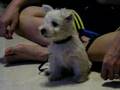 Westie Puppy Week 8 tv 3