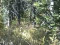 Hmoob Elk Hunter Part 3 - Montana