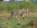 Lions Hunting, Phinda, Part One Lions Hunting, Phinda, Part One