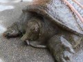 スッポンと少女 A girl and a Soft-shelled turtle