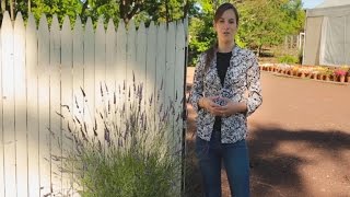 Growing Lavender in containers