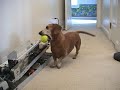Jerry The Dachshund Plays Fetch With Himself! Jerry The Dachshund Plays Fetch With Himself!