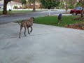 Catching the car
