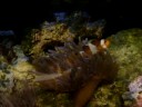 clown fish loving on anemone