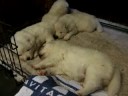 samoyed pups