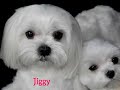 Dog Rabid About Rabies Vaccine Dangers