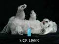 Dog Rabid About Rabies Vaccine Dangers