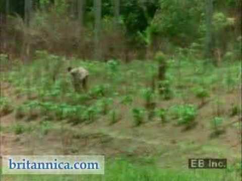 Western Africa (Britannica.com)