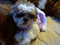 Shorkie Puppies Available www.pricelesspups.net