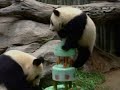 Panda\