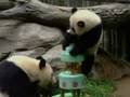 birthday panda