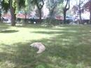 Retocing on the Grass
