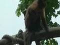 Monkey sex!Funny!Poly gelio!  part1