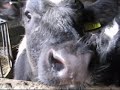 FARM THING 2